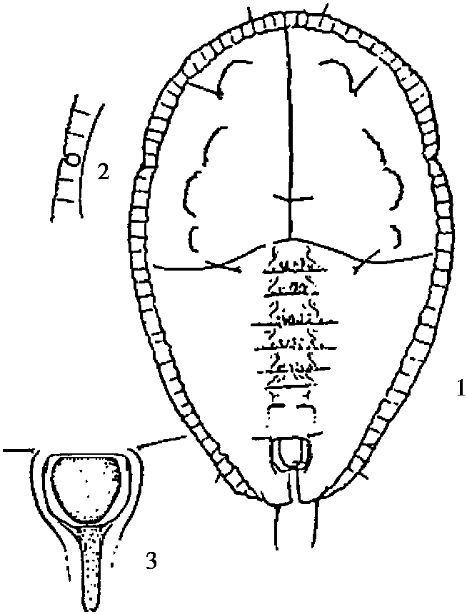 30.歸亞棒粉虱